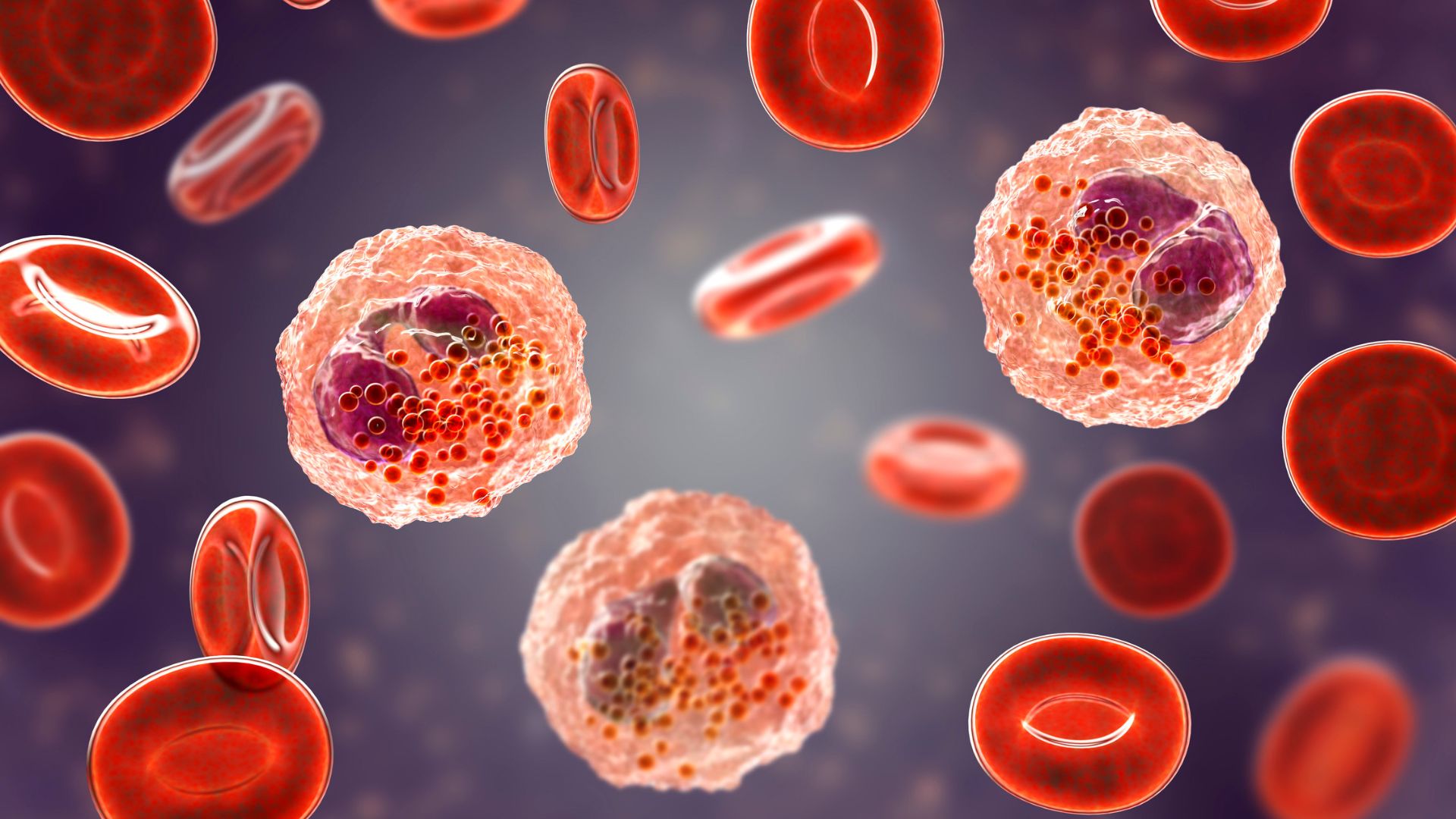 Bạch cầu hạt được chia thành ba loại bạch cầu khác nhau