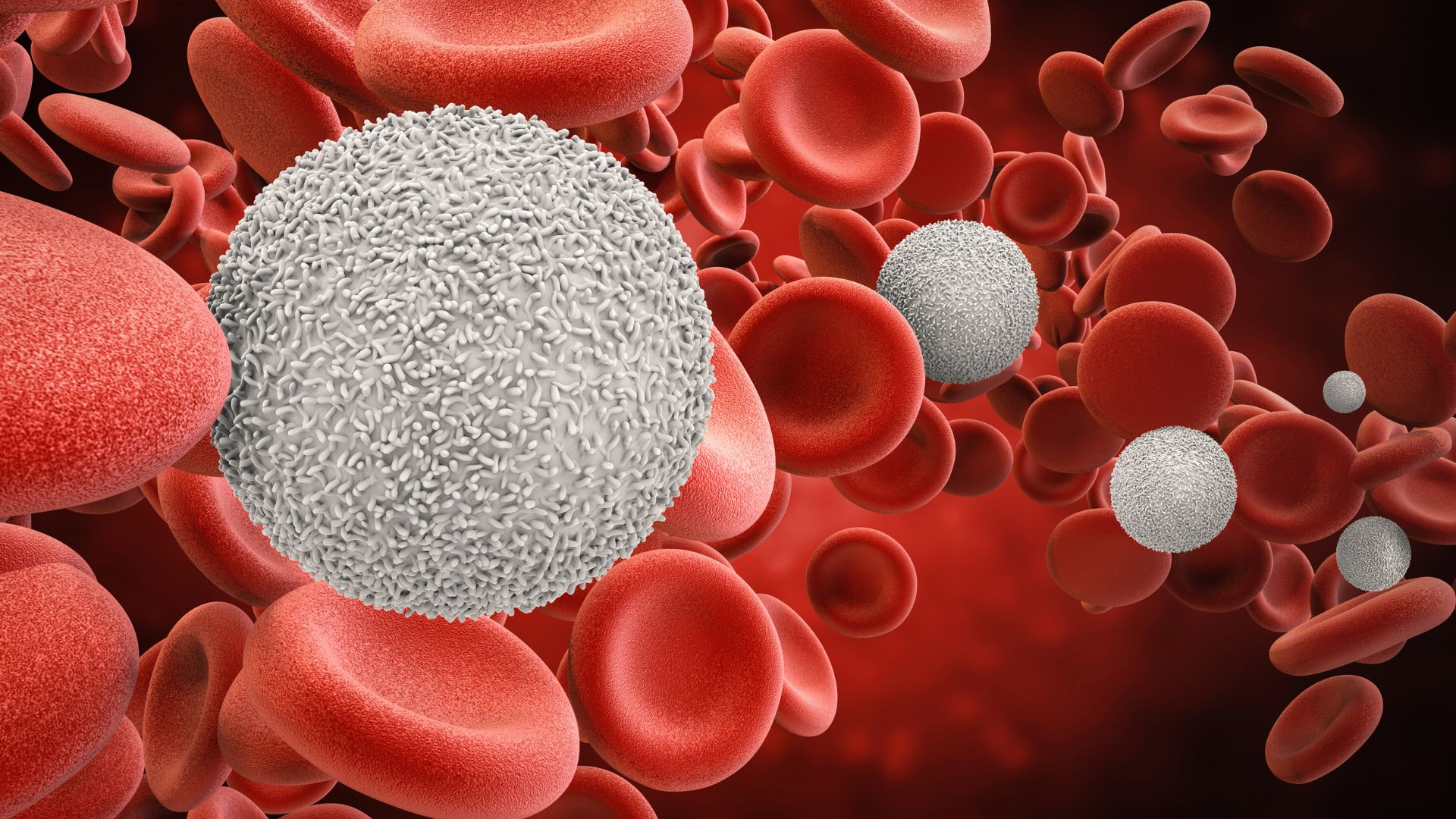 Bạch cầu tăng cao có nguy hiểm không là thắc mắc của nhiều người