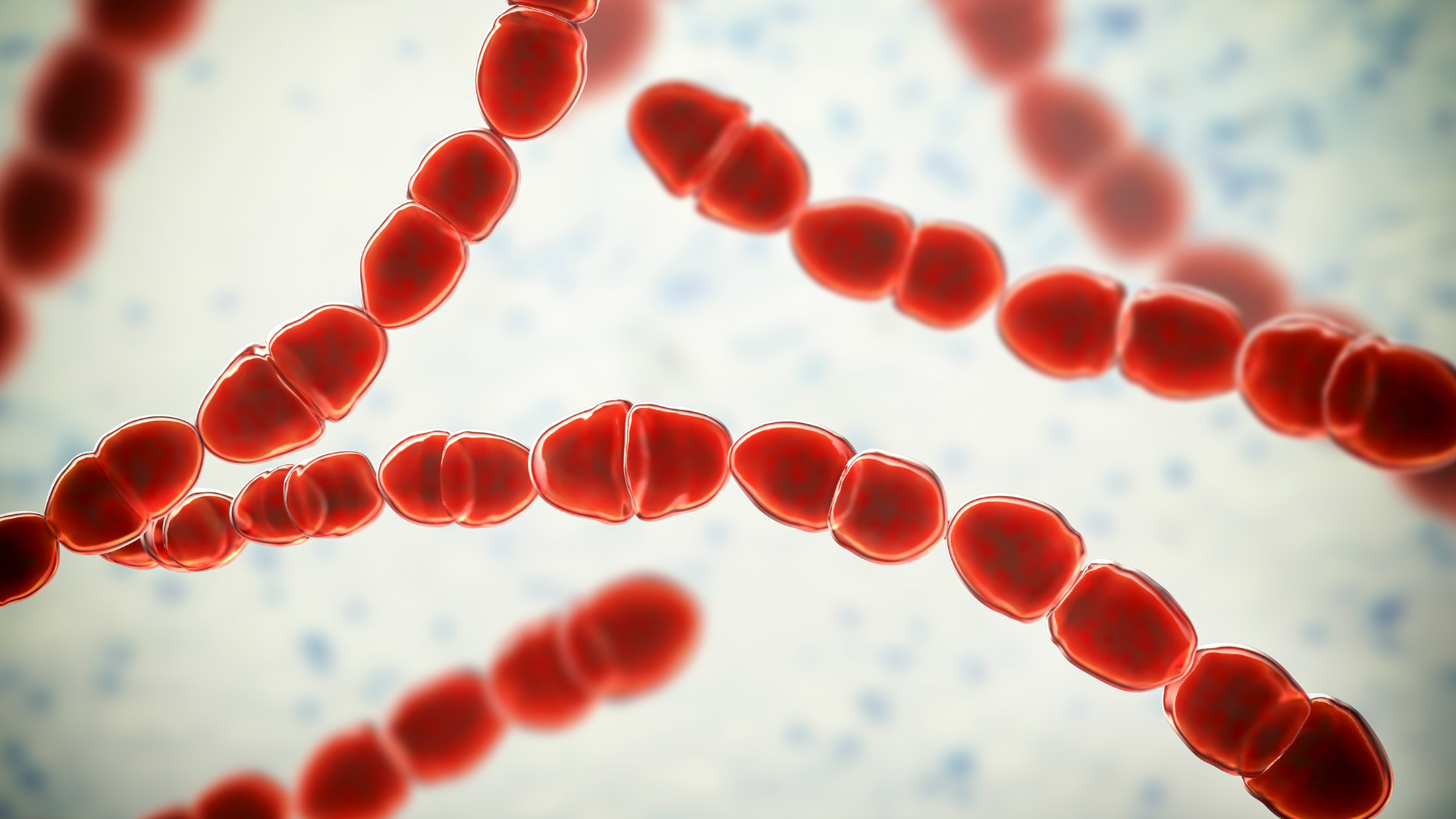 Ban nhiễm trùng có thể do một số vi khuẩn gây ra