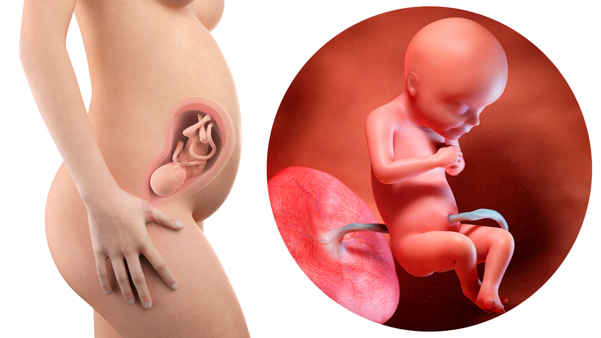 Bảng kích thước thai nhi theo tuần chi tiết giúp mẹ bầu dễ dàng theo dõi2