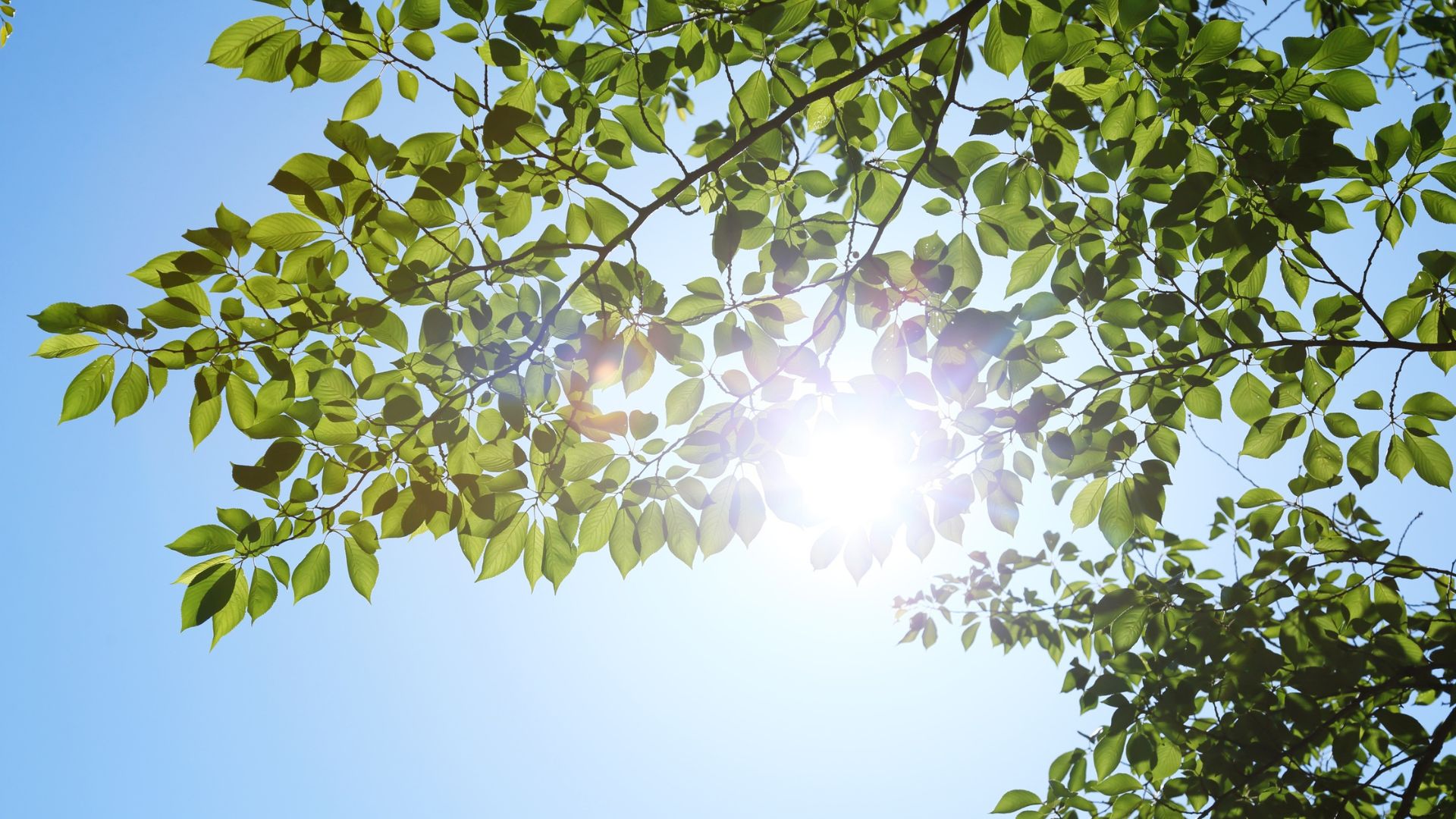 Da của người bị bạch tạng dễ bị cháy nắng khi tiếp xúc với ánh nắng mặt trời