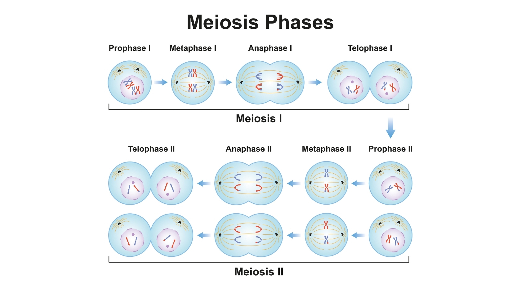 Phân bào không bình thường trong giảm phân là một nguyên nhân gây bất thường nhiễm sắc thể 21