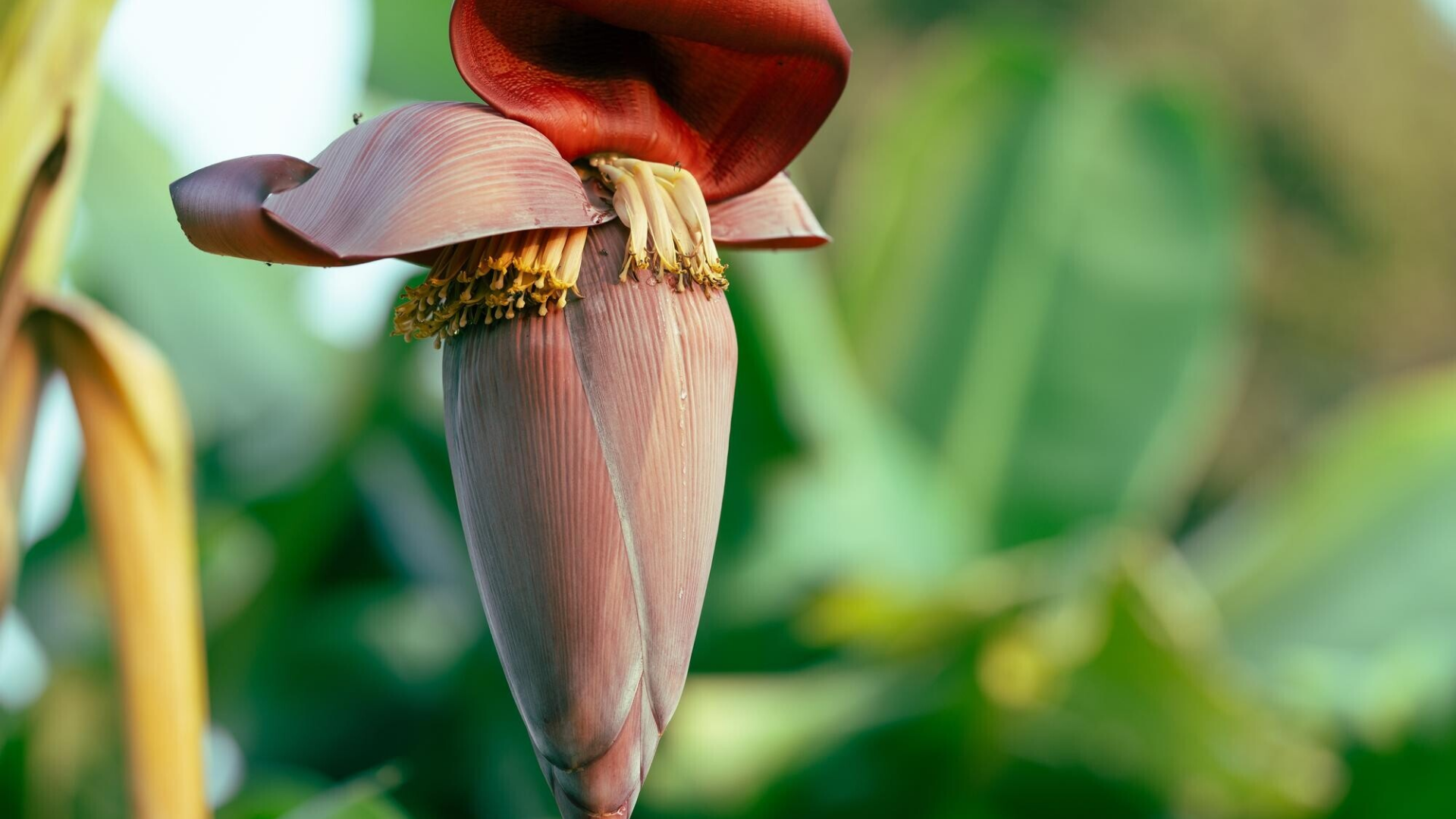 Chất xơ hòa tan và không hòa tan trong bắp chuối hỗ trợ nhu động ruột, giảm táo bón, tình trạng thường gặp ở mẹ bầu do thay đổi hormone