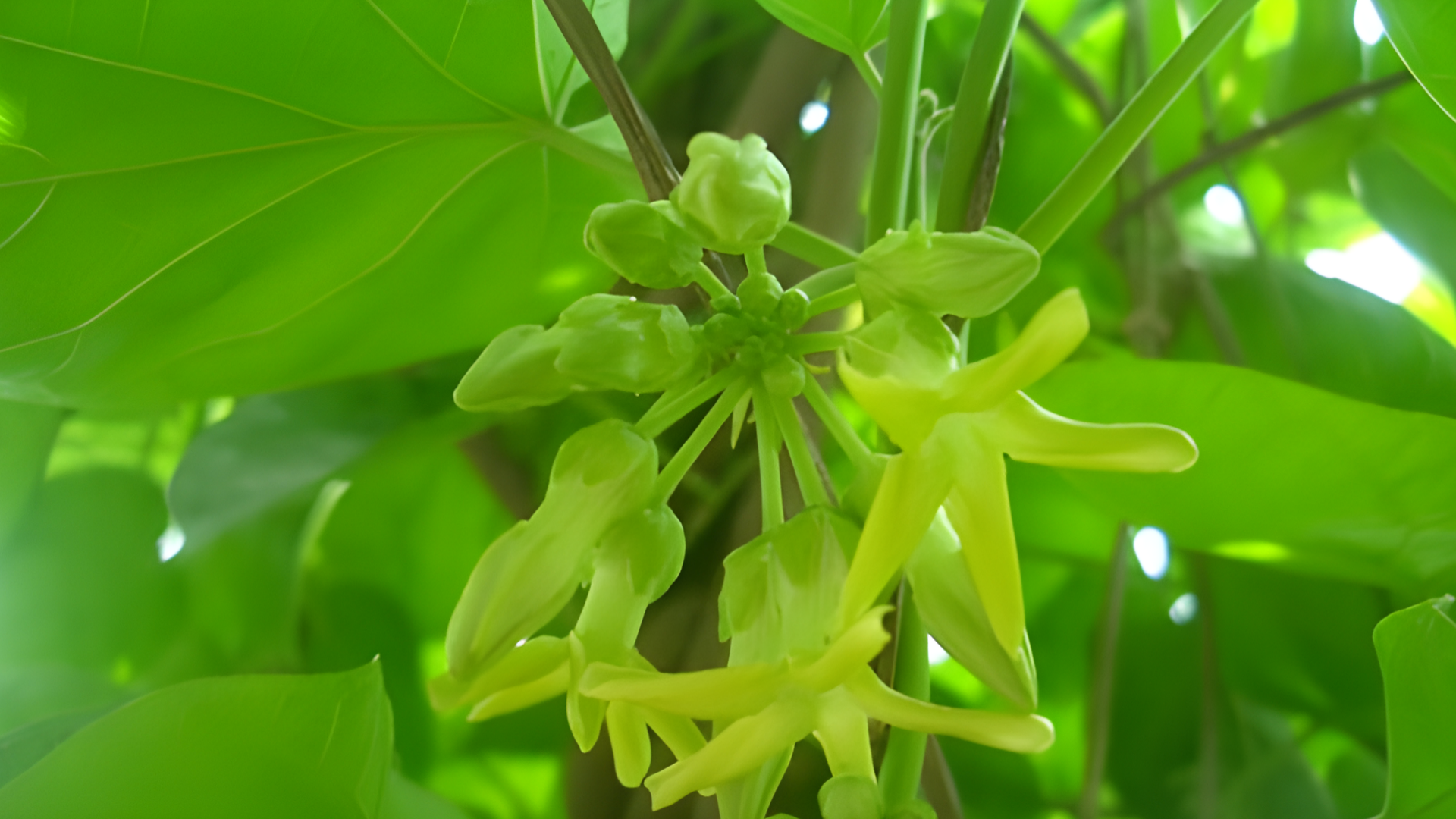 Bông thiên lý là thực phẩm lành tính và an toàn cho phụ nữ mang thai, kể cả trong&nbsp;3 tháng đầu thai kỳ nếu được chọn lựa và chế biến đúng cách