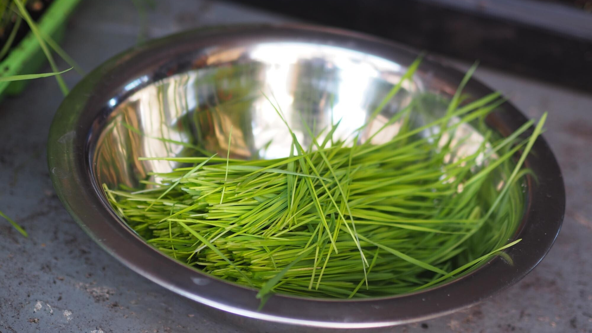 Hẹ cần được rửa sạch kỹ để loại bỏ hoàn toàn bụi bẩn, trứng giun hoặc dư lượng thuốc bảo vệ thực vật còn sót lại