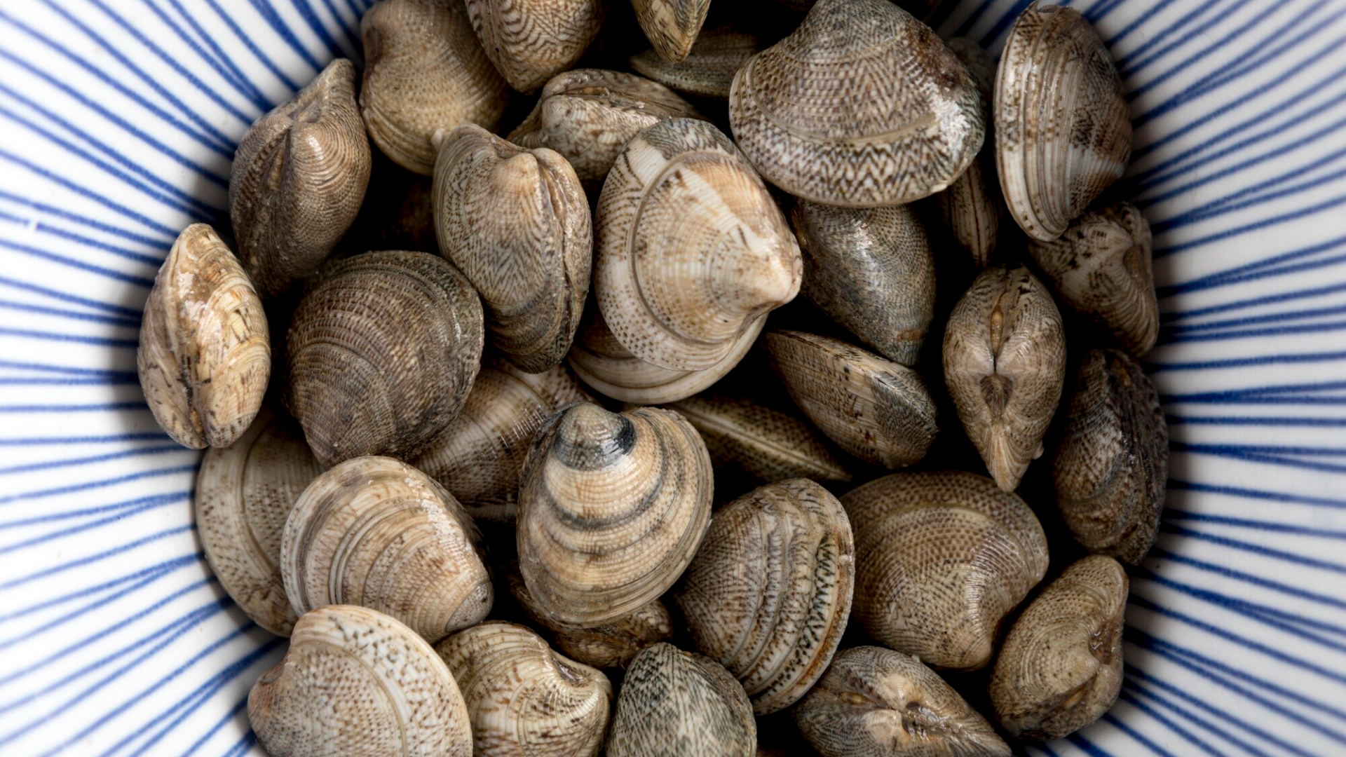 Nghêu là một loại hải sản giàu dinh dưỡng, cung cấp protein, canxi, sắt, kẽm và vitamin A, những dưỡng chất không thể thiếu