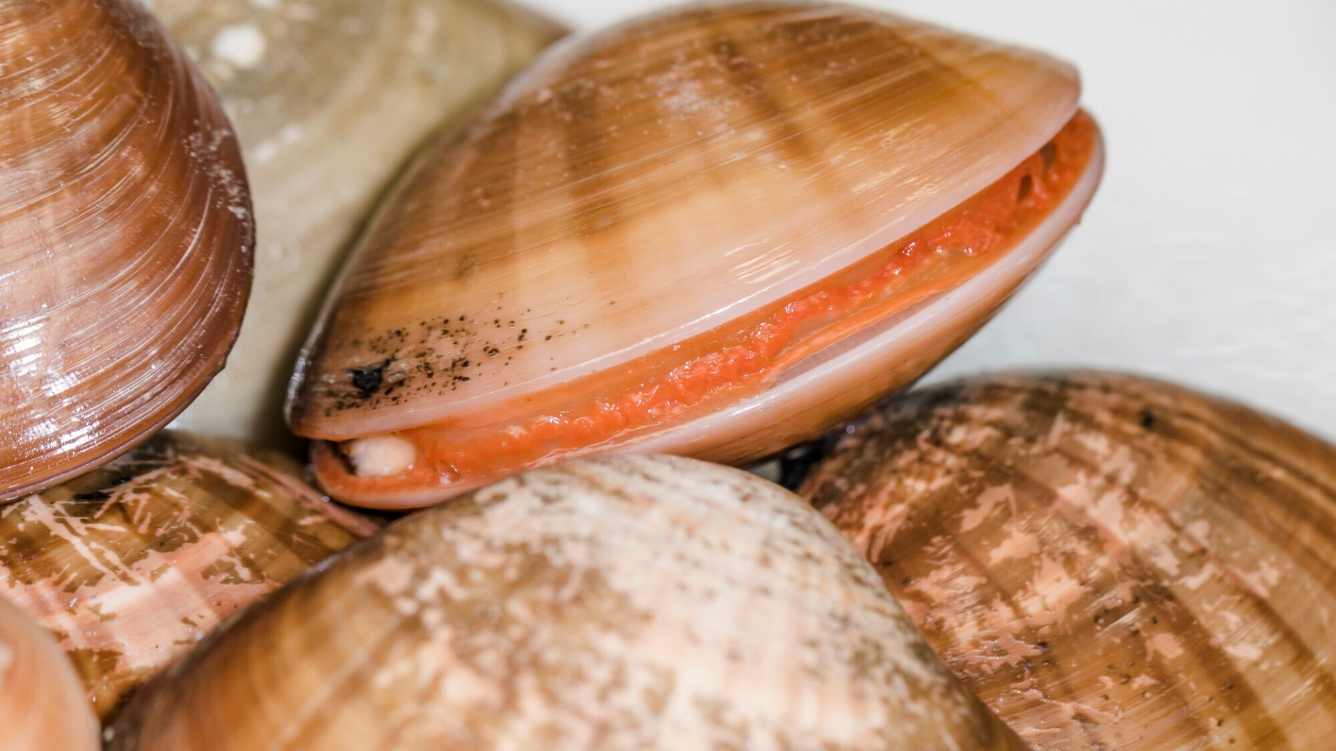 Tránh mua nghêu có mùi hôi hoặc vỏ mở toang vì đó thường là nghêu đã chết, tiềm ẩn nguy cơ chứa vi khuẩn gây hại cho hệ tiêu hóa