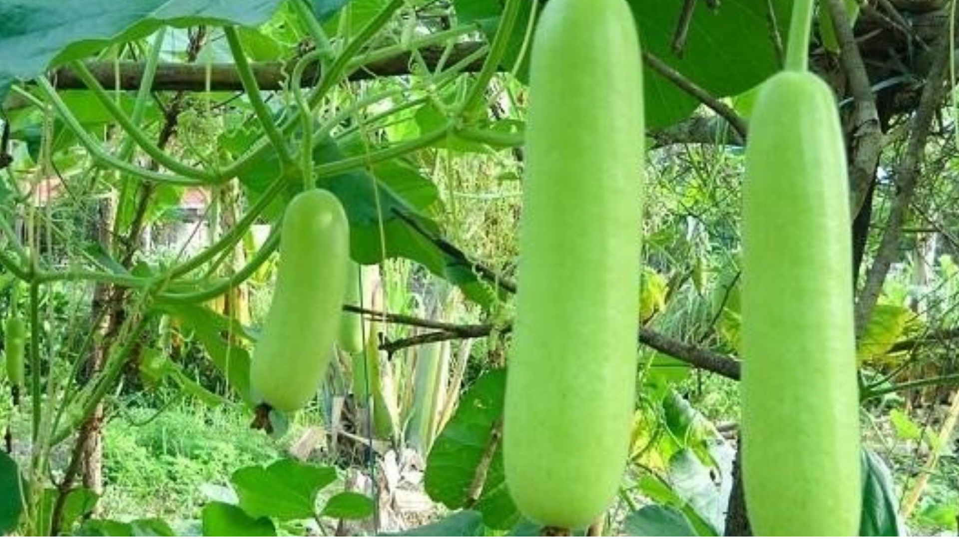 Trái bầu là loại rau quả giàu dinh dưỡng, ít calo và phù hợp với chế độ ăn của mẹ bầu trong 3 tháng đầu thai kỳ