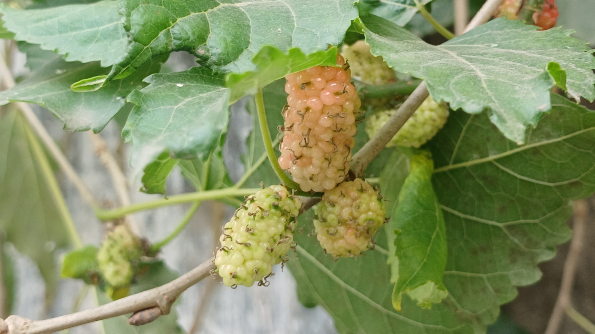 Dâu tằm chưa chín kỹ hoặc không được làm sạch có thể chứa vi khuẩn và nấm mốc, làm tăng nguy cơ&nbsp;ngộ độc thực phẩm