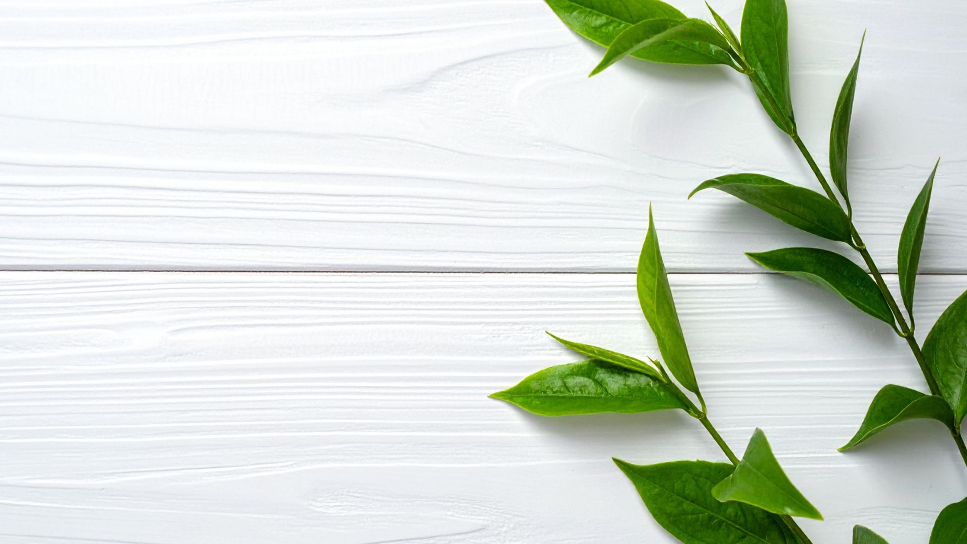 Lá và nụ vối thường được sử dụng để nấu nước uống hằng ngày