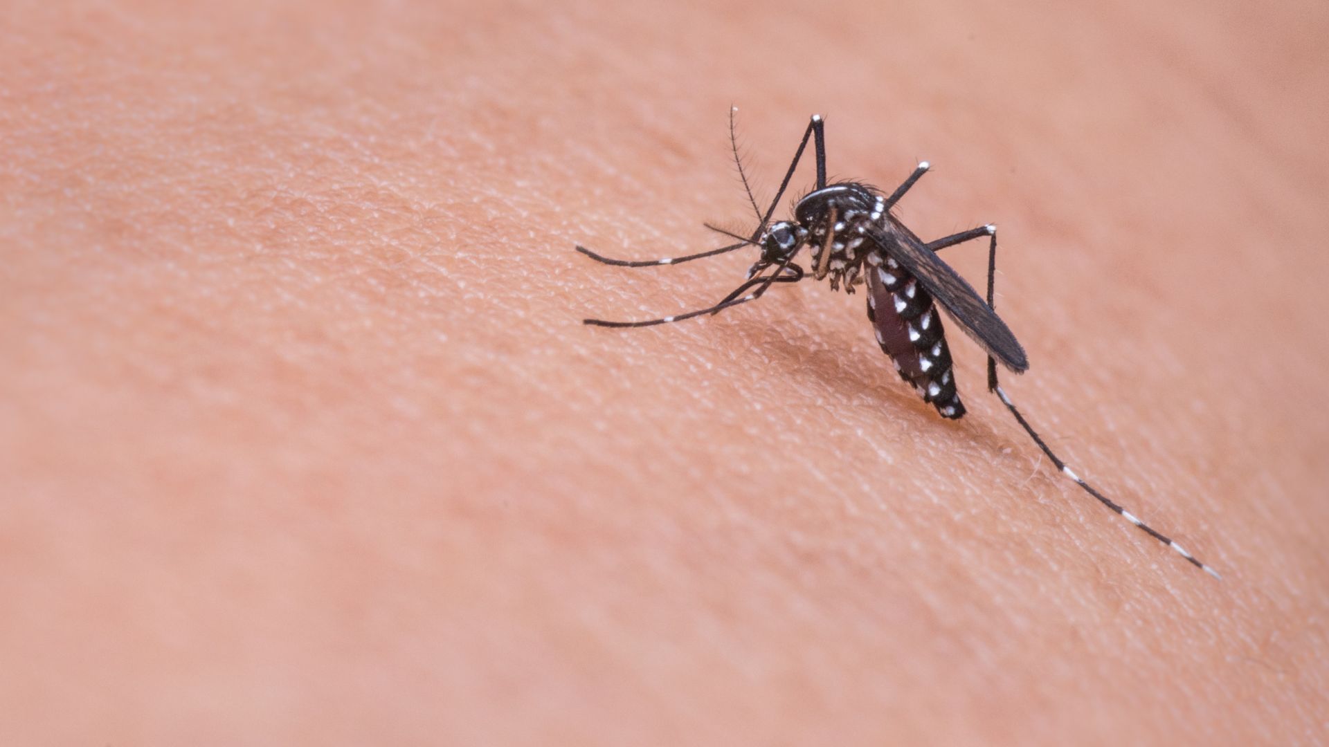 benh-chikungunya-la-gi-nhung-van-de-can-biet-ve-benh-chikungunya3.jpg