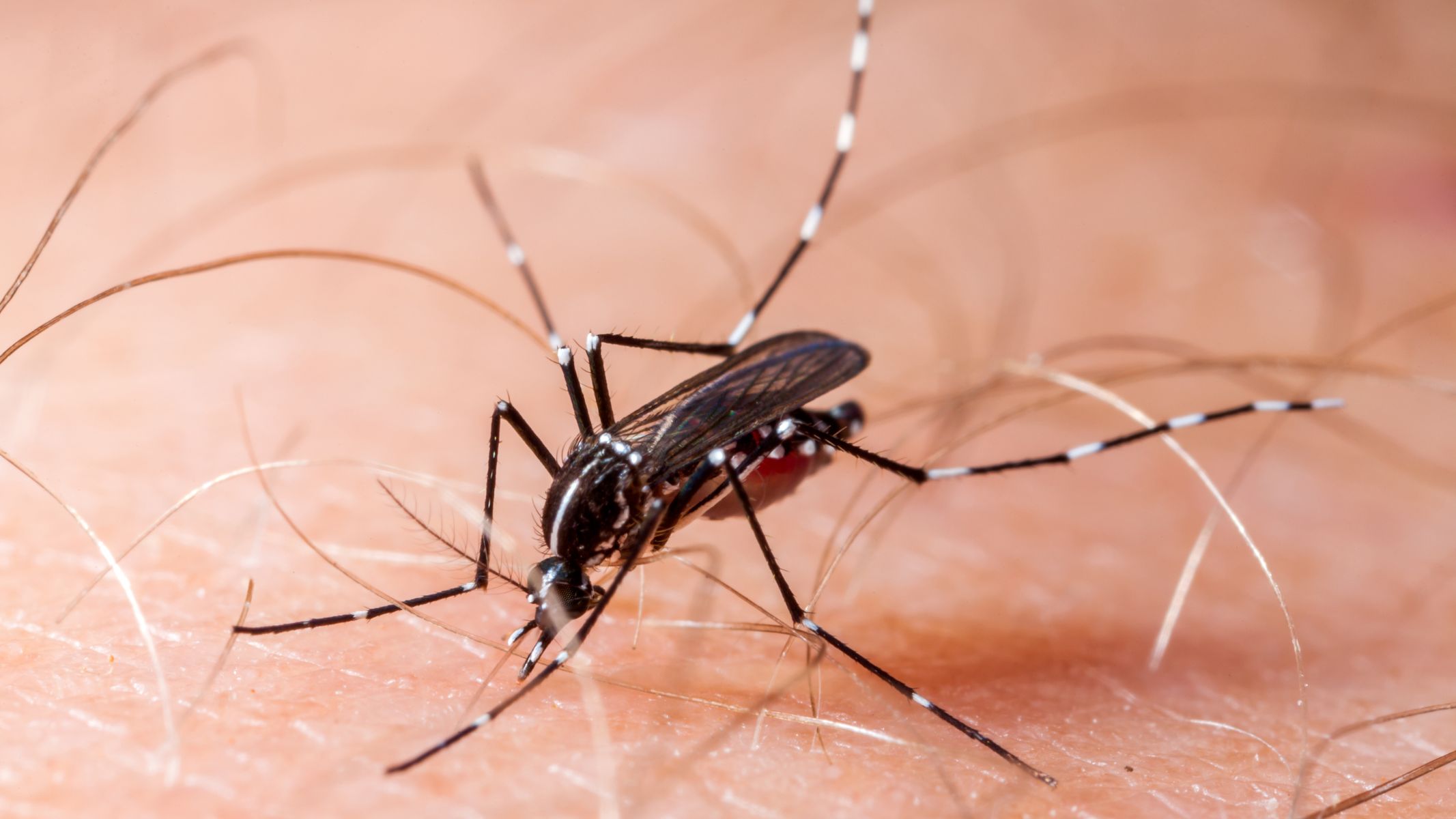 Bệnh chikungunya là bệnh gì? Vì sao WHO xếp vào nhóm nguy hiểm? 2