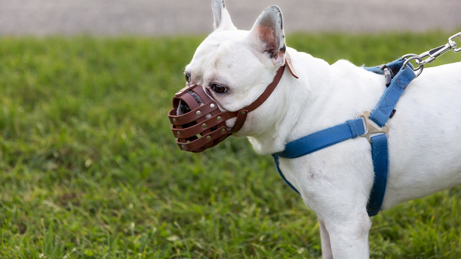 benh-dai-gia-tang-trong-mua-nang-nong-nguoi-dan-can-lam-gi 3.jpg