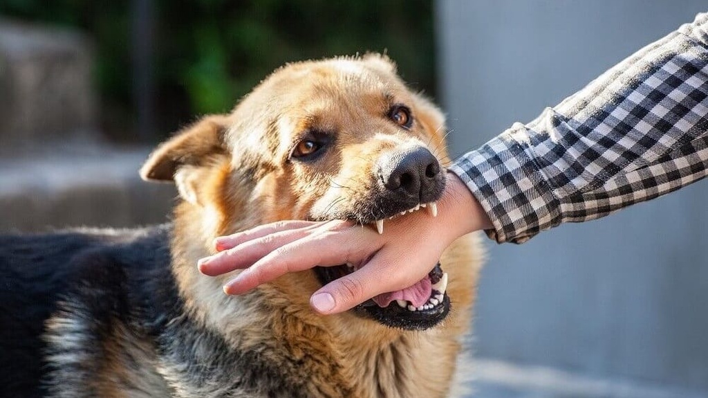 Bệnh dại mùa nắng nóng và cách phòng tránh hiệu quả 7