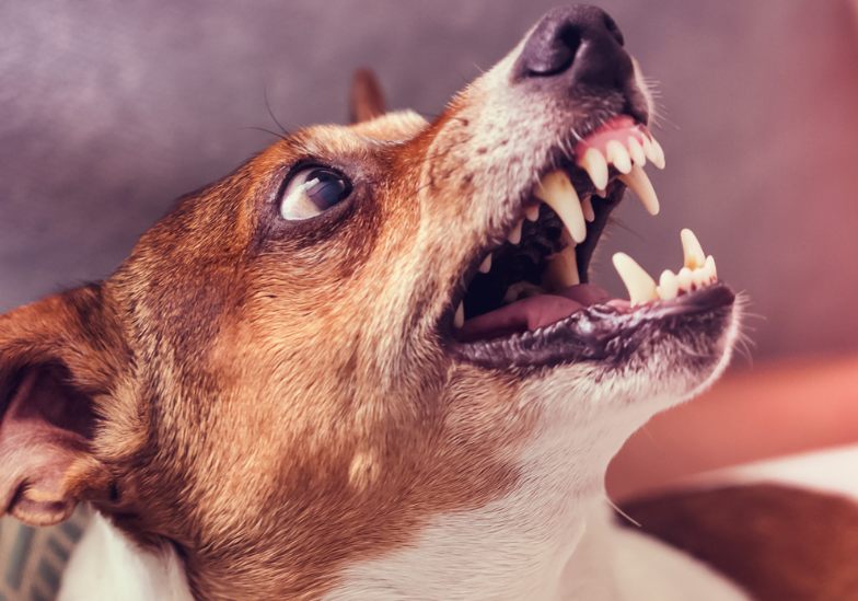 benh-dai-phat-trien-trong-co-the-con-nguoi-nhu-the-nao 3.png