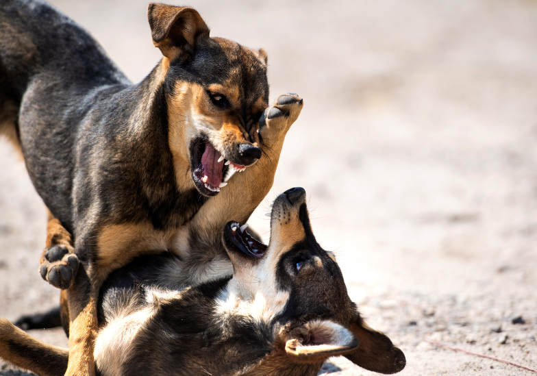 benh-dai-u-benh-bao-lau-khi-nao-xuat-hien-trieu-chung-dau-tien 1.png