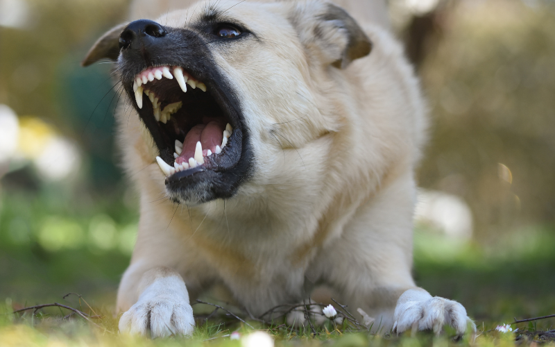 bi-cho-can-7-ngay-thi-tiem-phong-co-hieu-qua-khong-2