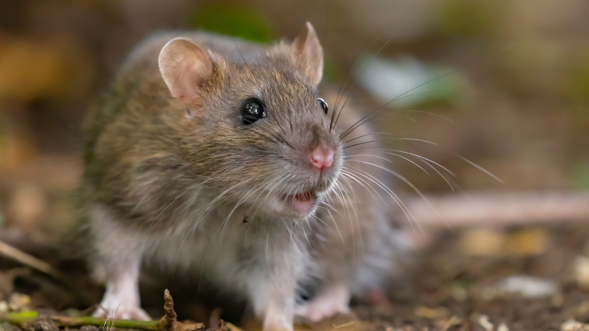 Bị chuột cắn có sao không phụ thuộc vào mức độ vết thương