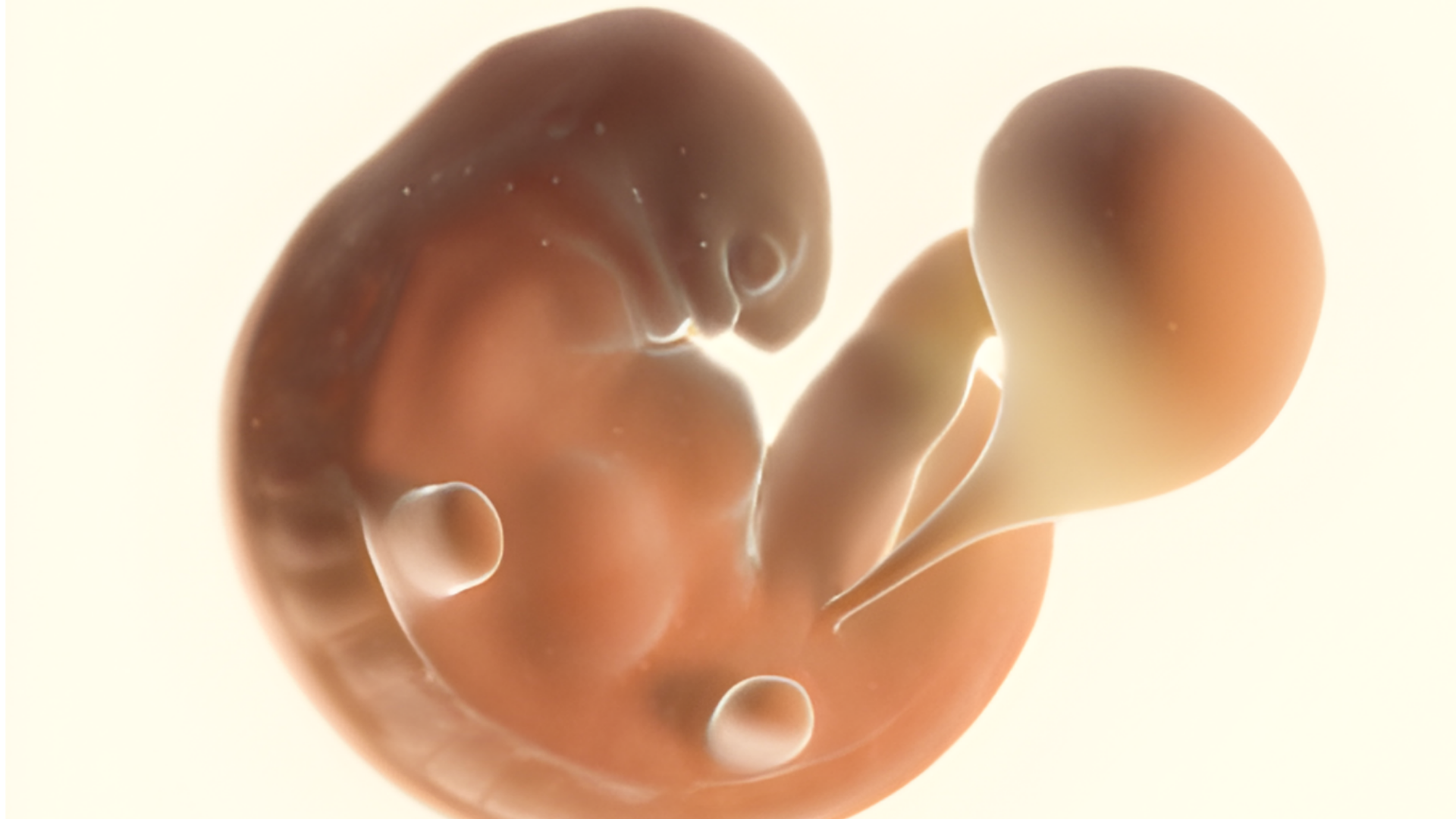 Khi bước vào tuần thứ 4 đến 6 của thai kỳ, phôi thai bám vào niêm mạc tử cung có thể khiến ra máu bào thai do phôi làm tổ