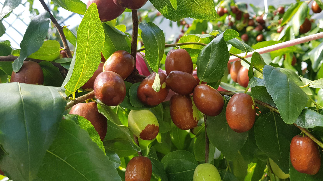 Bị đau dạ dày có ăn được táo đỏ khô không? 4