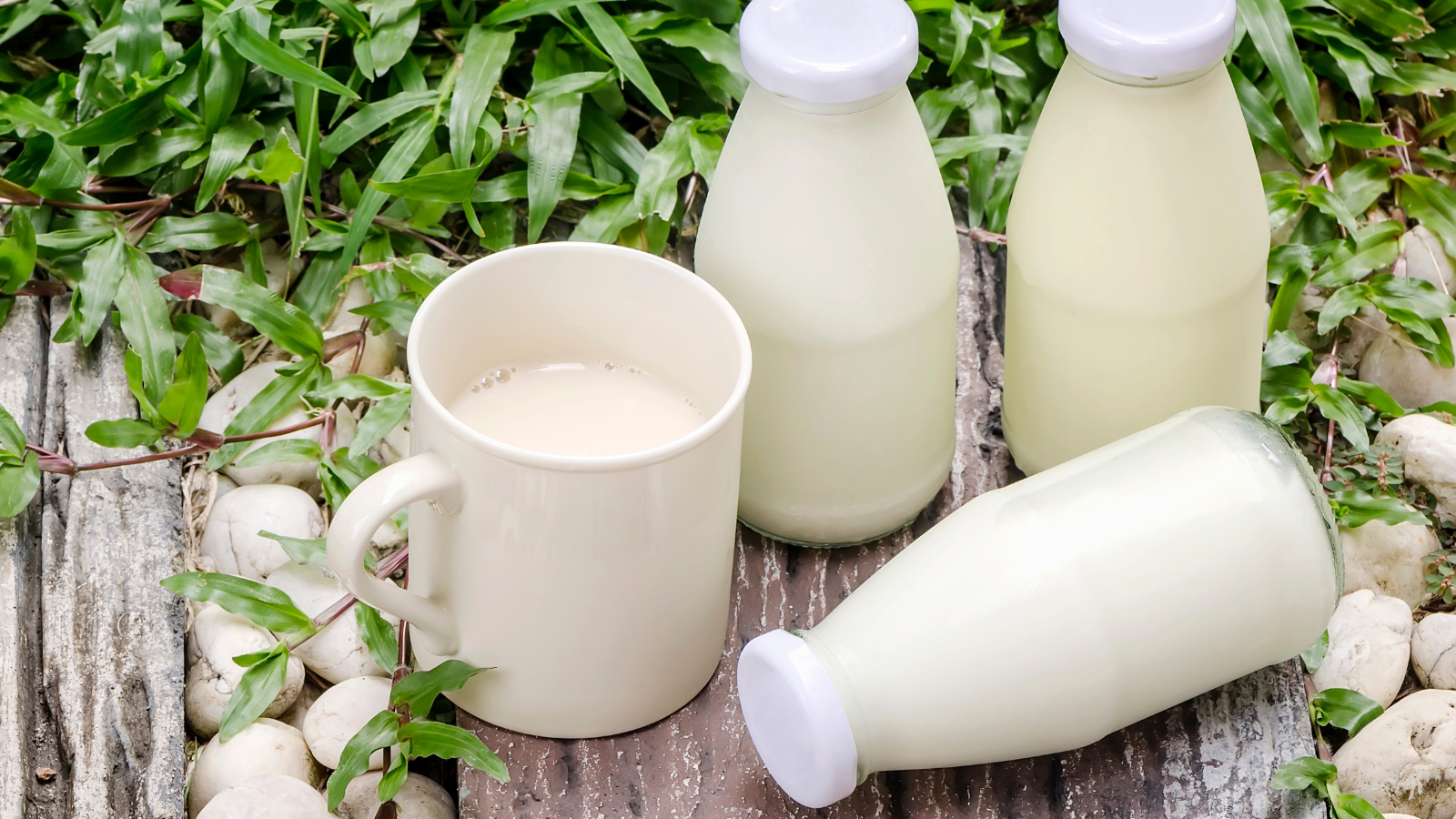 Hãy ưu tiên uống sữa sau bữa ăn sáng để cơ thể có năng lượng làm việc hiệu quả hơn cho cả ngày dài