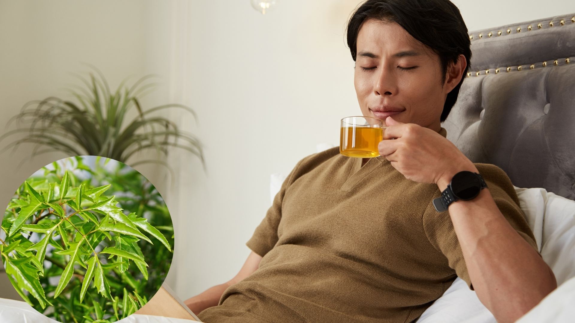 Bị huyết áp thấp có uống được lá đinh lăng không? 1