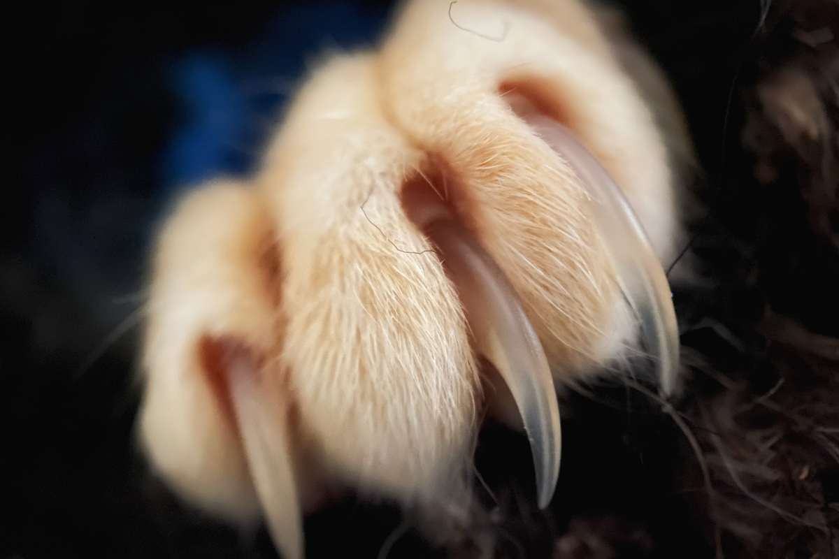 bi-meo-cao-chay-mau-co-can-tiem-phong-khong-4-tac-hai-kho-luong 1.png