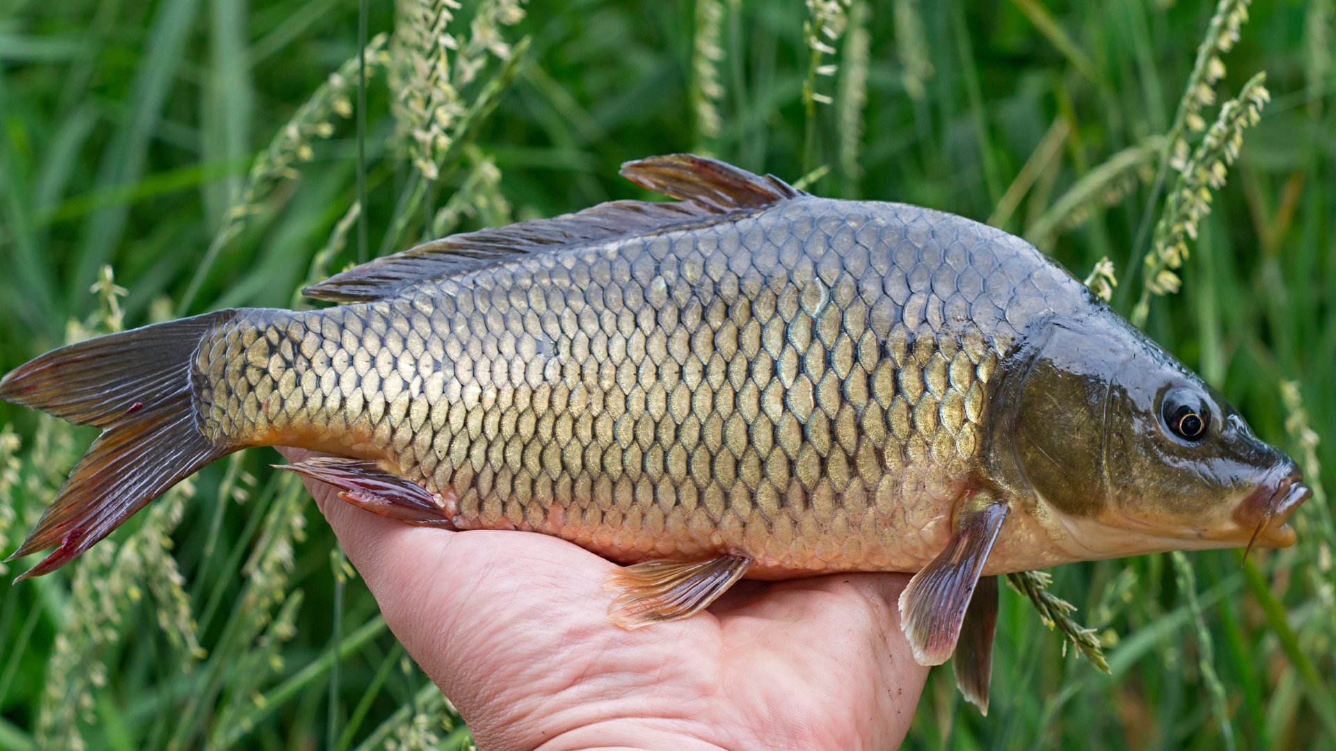 Cá tươi là yếu tố quan trọng giúp món cháo ngon