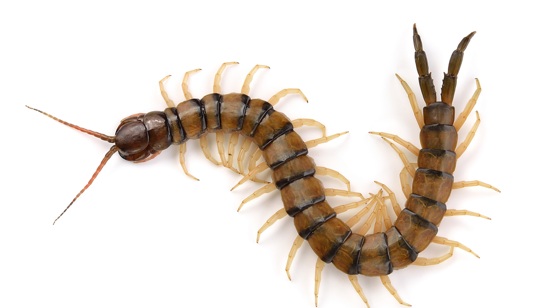 Gợi ý loại thuốc bôi phù hợp sau khi bị rết cắn