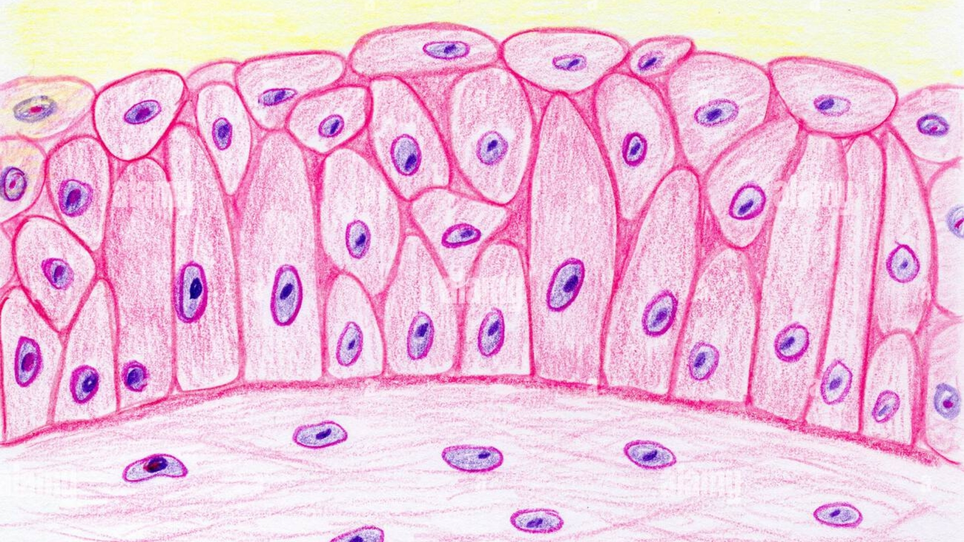 Các tế bào biểu mô niệu bề mặt có hình dạng đặc trưng, dễ thay đổi để thích nghi với sự giãn nở của bàng quang và niệu quản