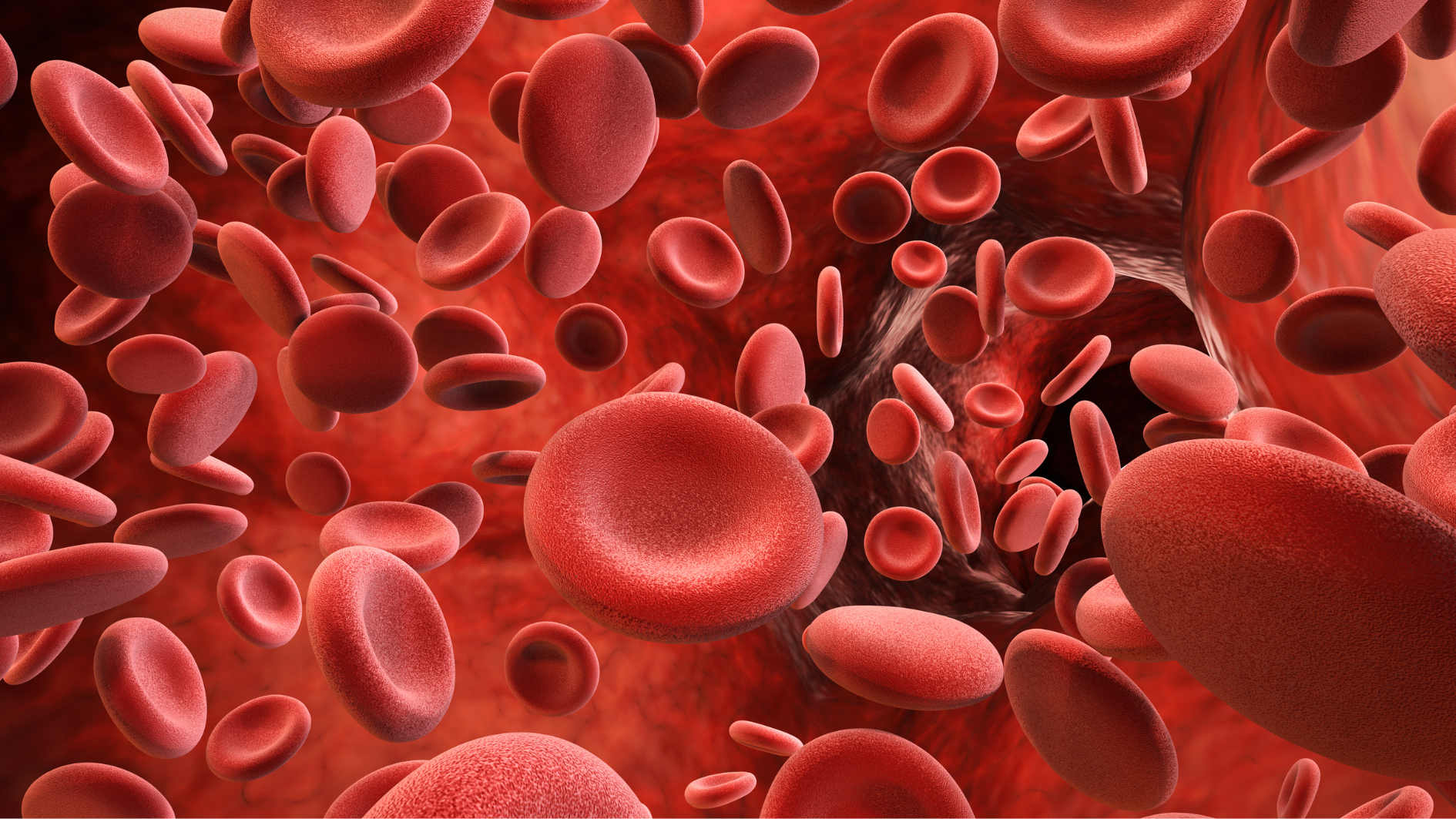 Hồng cầu già bị phân hủy, giải phóng hemoglobin - nguồn gốc hình thành bilirubin