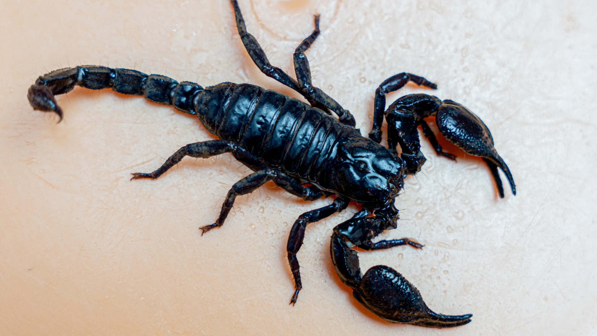 Phân biệt triệu chứng nhẹ và dấu hiệu nguy hiểm do bọ cạp cắn