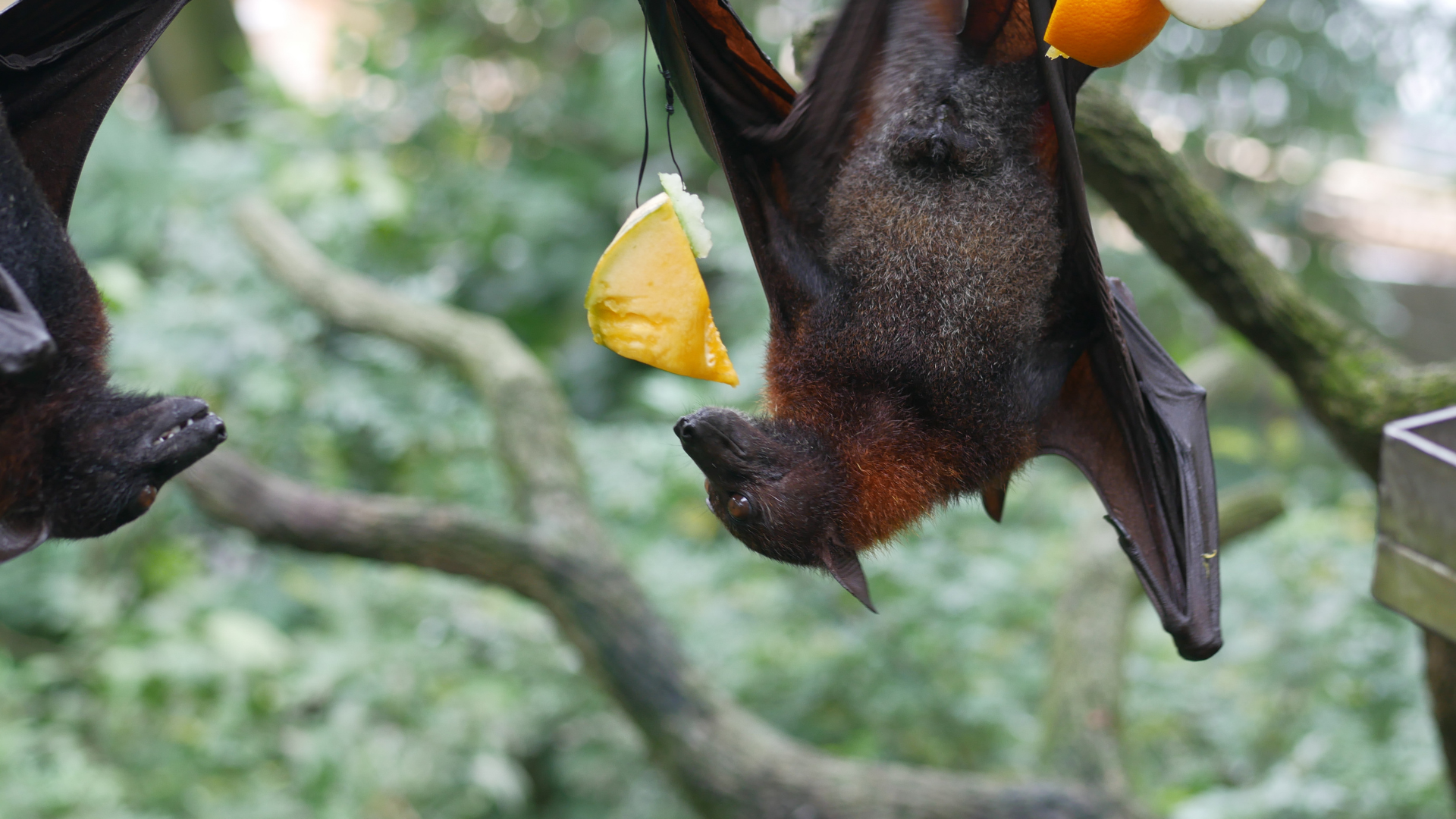 Virus Nipah lây qua dơi, chim và trái cây bị nhiễm có thể dẫn đến nguy cơ nghiêm trọng