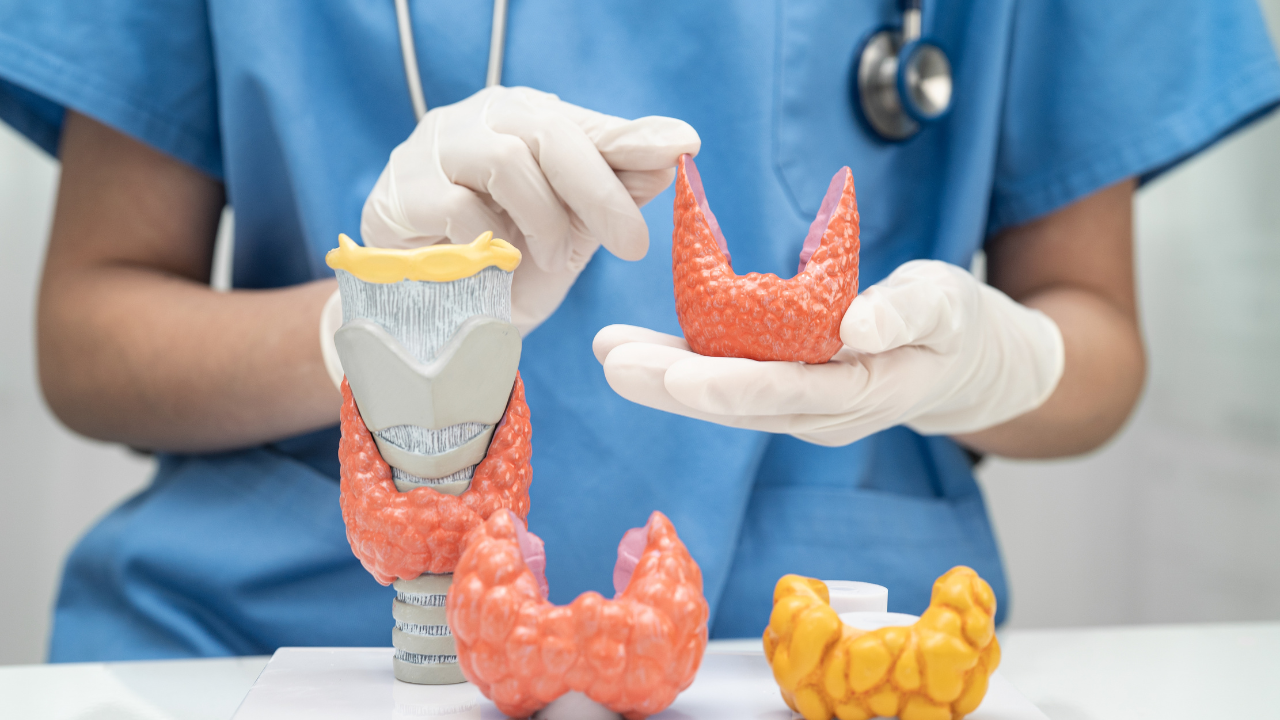 Tuyến giáp là một cơ quan nhỏ nằm ở vùng cổ, có hình dạng như cánh bướm