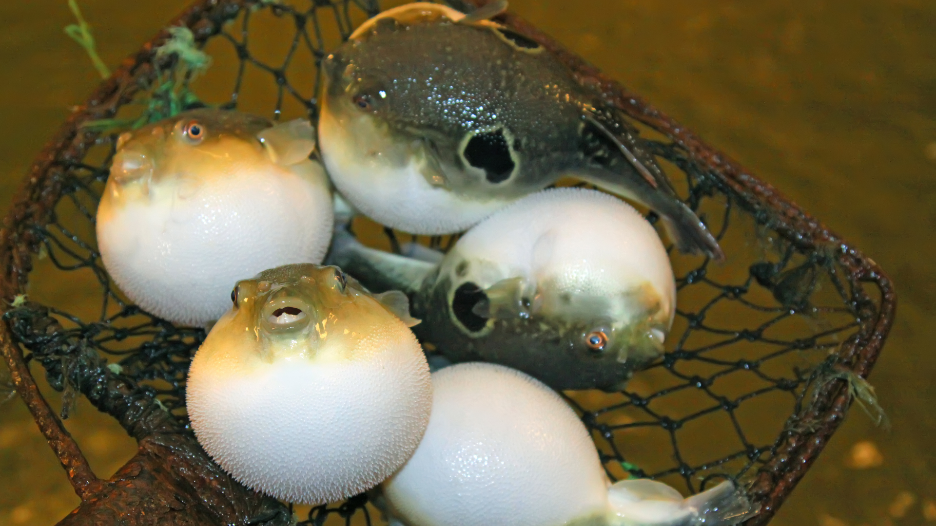 Thịt cá nóc có thể gây ảnh hưởng lớn đến sức khỏe nếu sử dụng thiếu hiểu biết