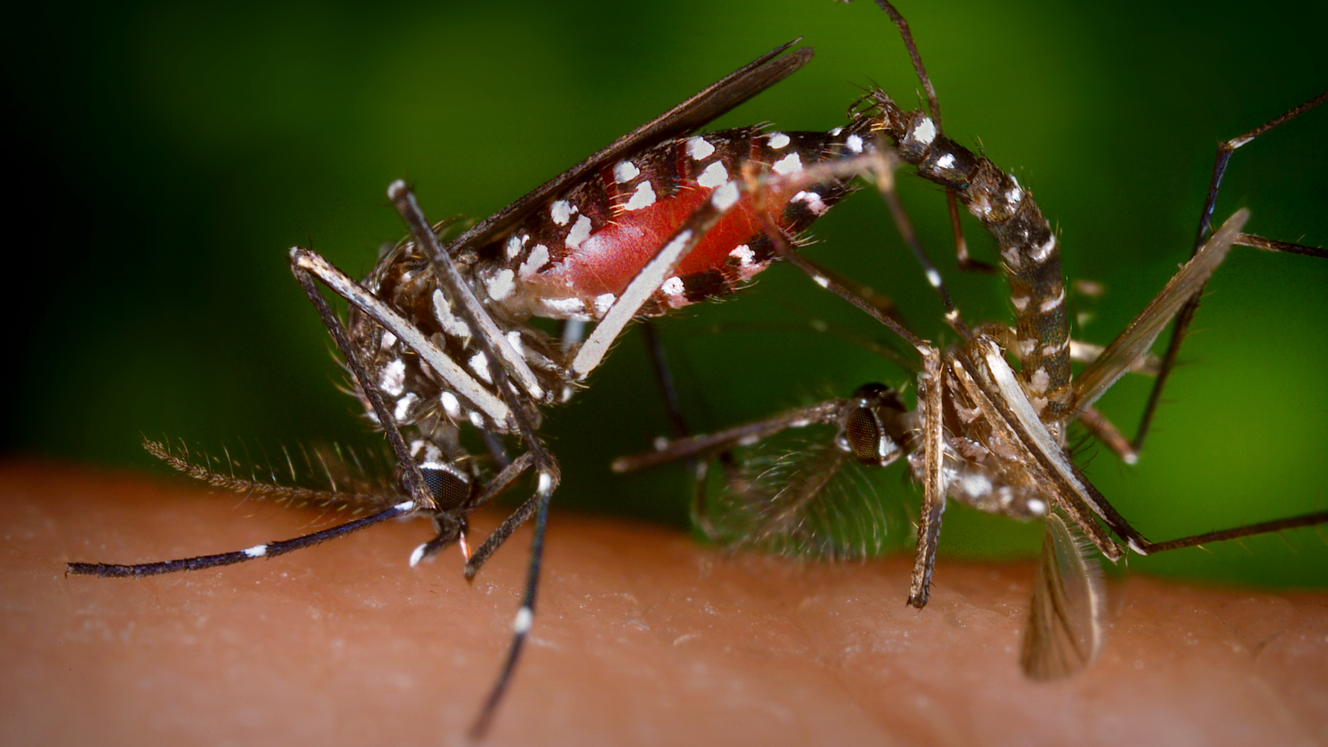 cac-dau-hieu-sot-xuat-huyet-va-nhung-dieu-ban-can-biet-ve-sot-xuat-huyet 2.png