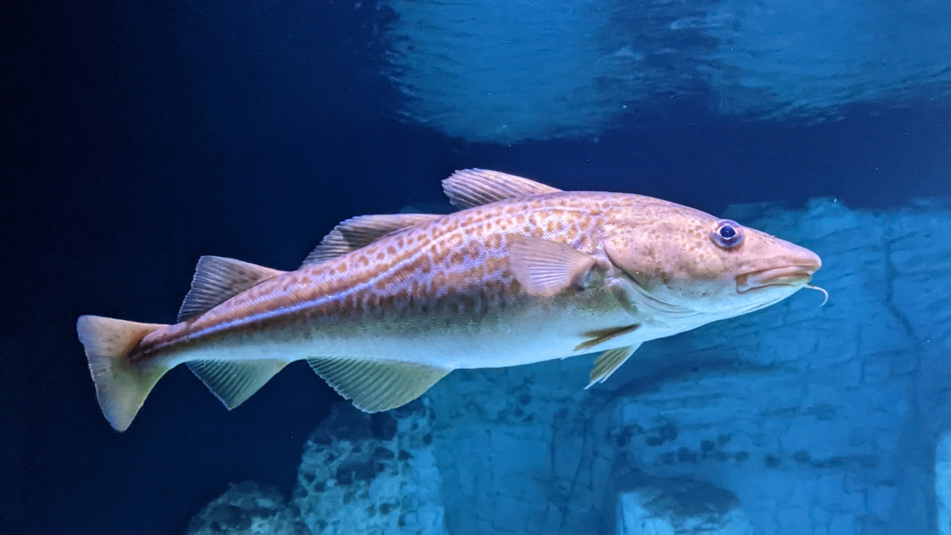 Cá tuyết nổi tiếng với hàm lượng protein cao, ít chất béo và cung cấp vitamin B12 cùng selen - các vi chất cần thiết cho sức khỏe thần kinh và miễn dịch