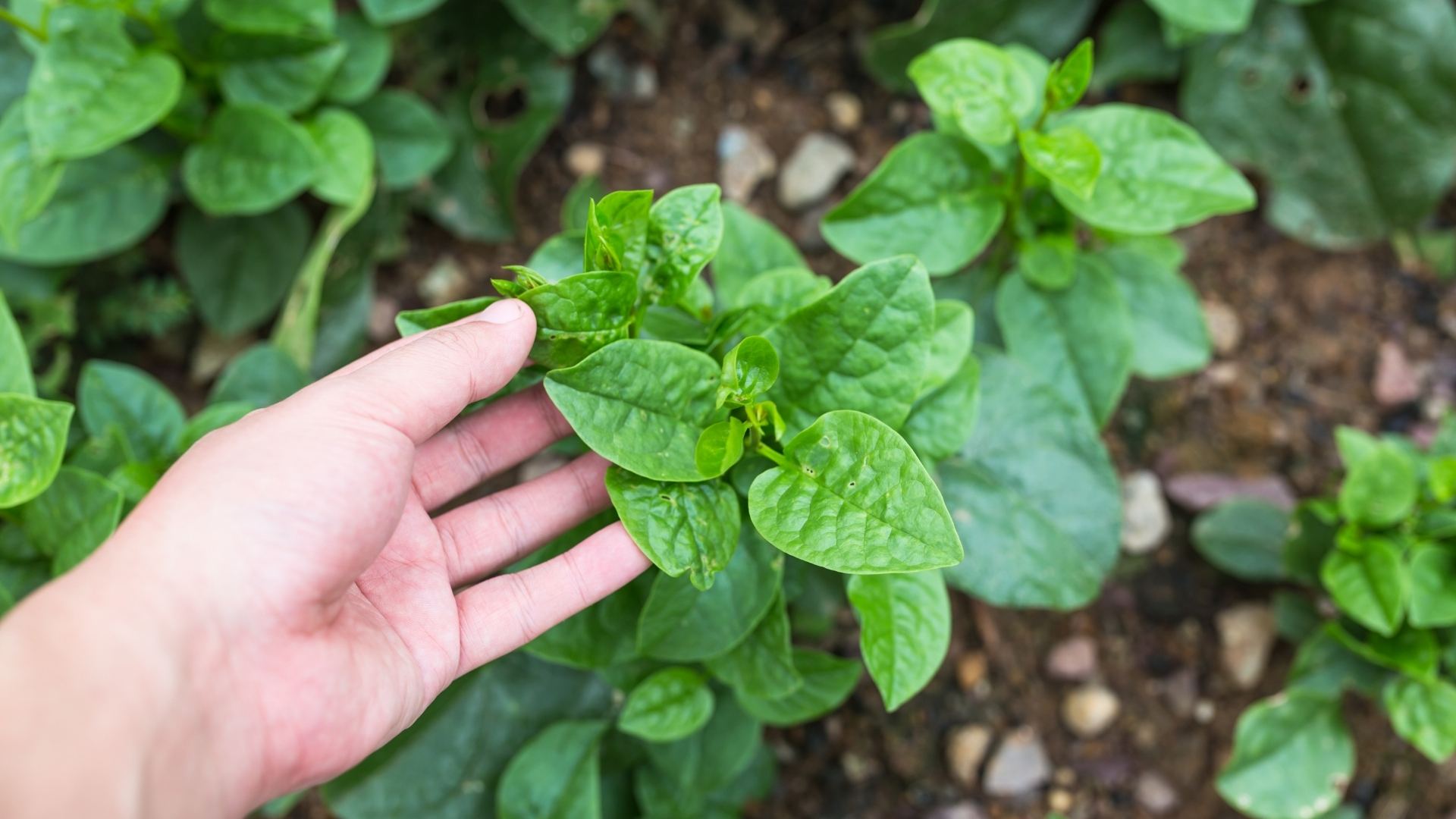 Các loại rau giúp hạ đường huyết bạn nên biết để kiểm soát sức khỏe hiệu quả 2