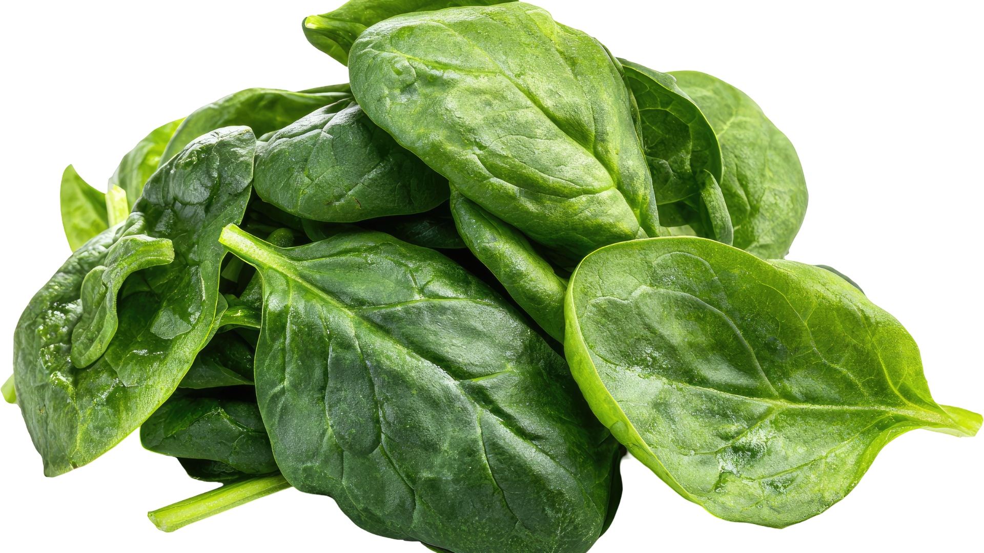 Rau mồng tơi chứa nhiều nước và chất xơ hòa tan, giúp làm mềm phân và hỗ trợ nhu động ruột