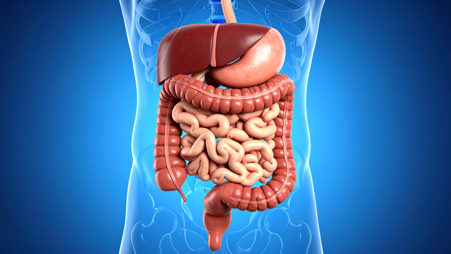 Chất xơ hỗ trợ hệ tiêu hóa hoạt động hiệu quả