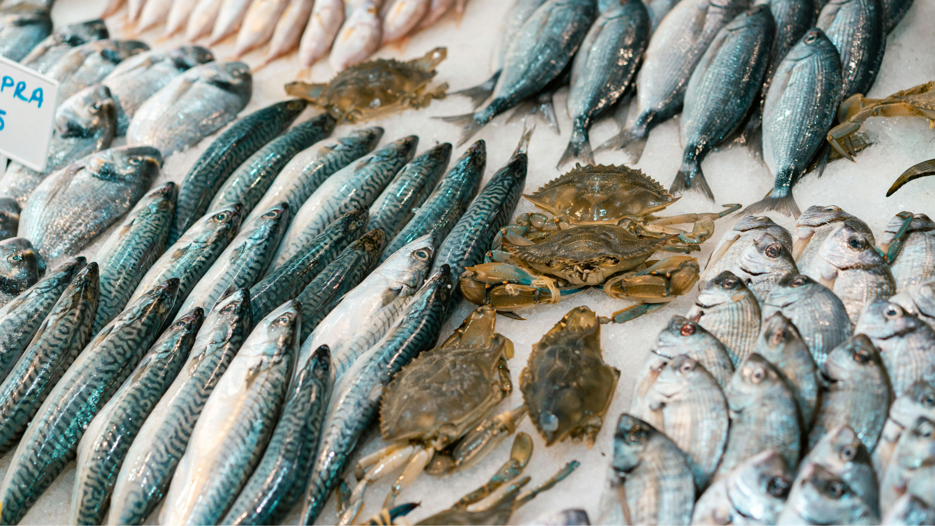 Ngoài canxi, thịt cá chứa nhiều axit béo omega-3 tốt cho sức khỏe tim mạch