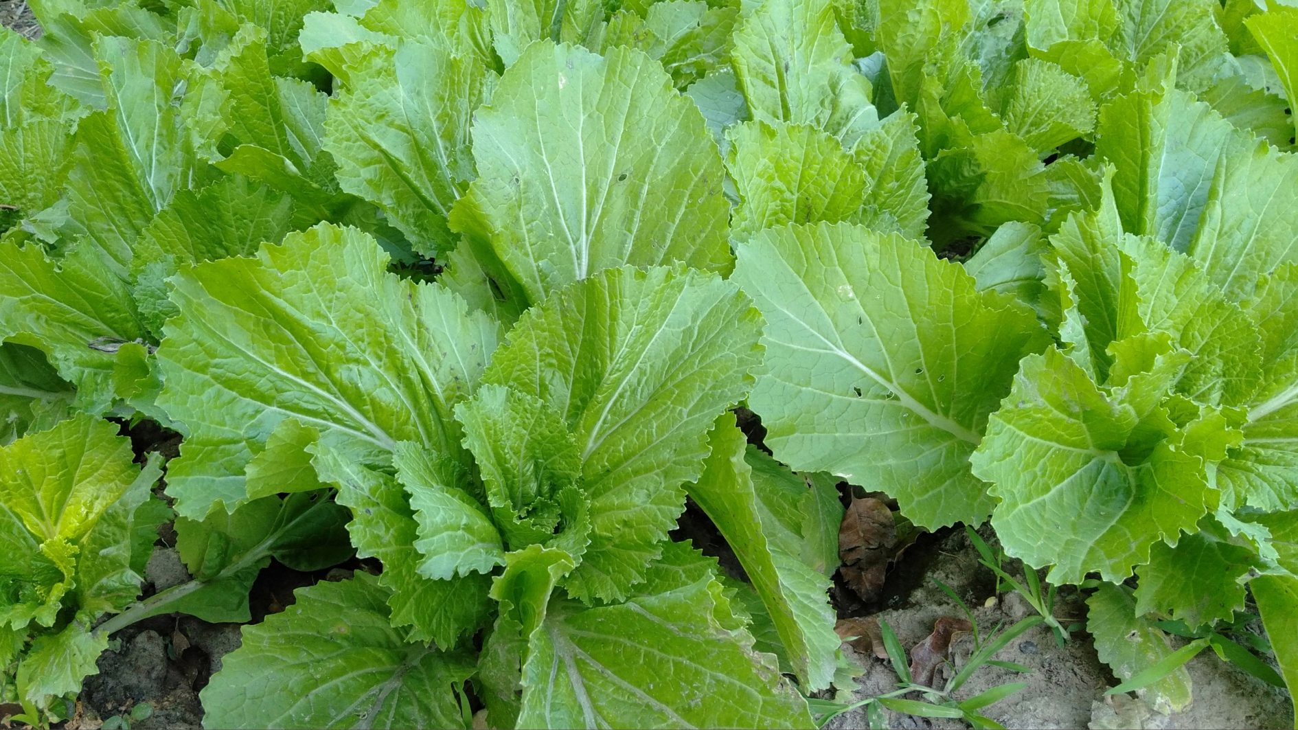 Cải bẹ xanh ít purin, tốt cho người bệnh gút