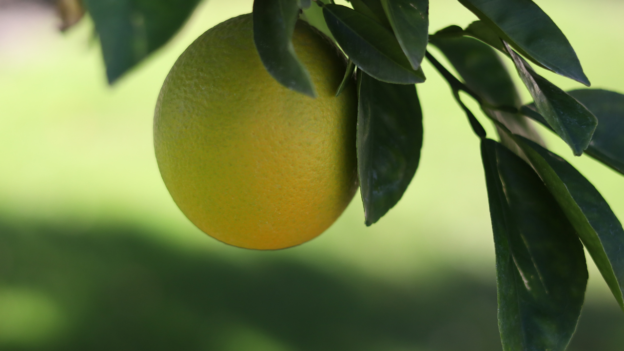 Nên chọn loại trái cây có chỉ số đường huyết thấp