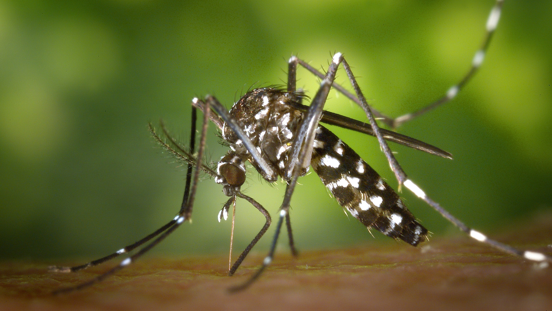 cach-nhan-biet-va-phong-tranh-muoi-van-aedes-aegypti-1.png