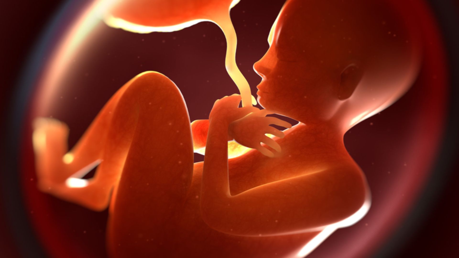 Tính tuổi thai IVF giúp đánh giá sự tăng trưởng và phát triển của thai nhi