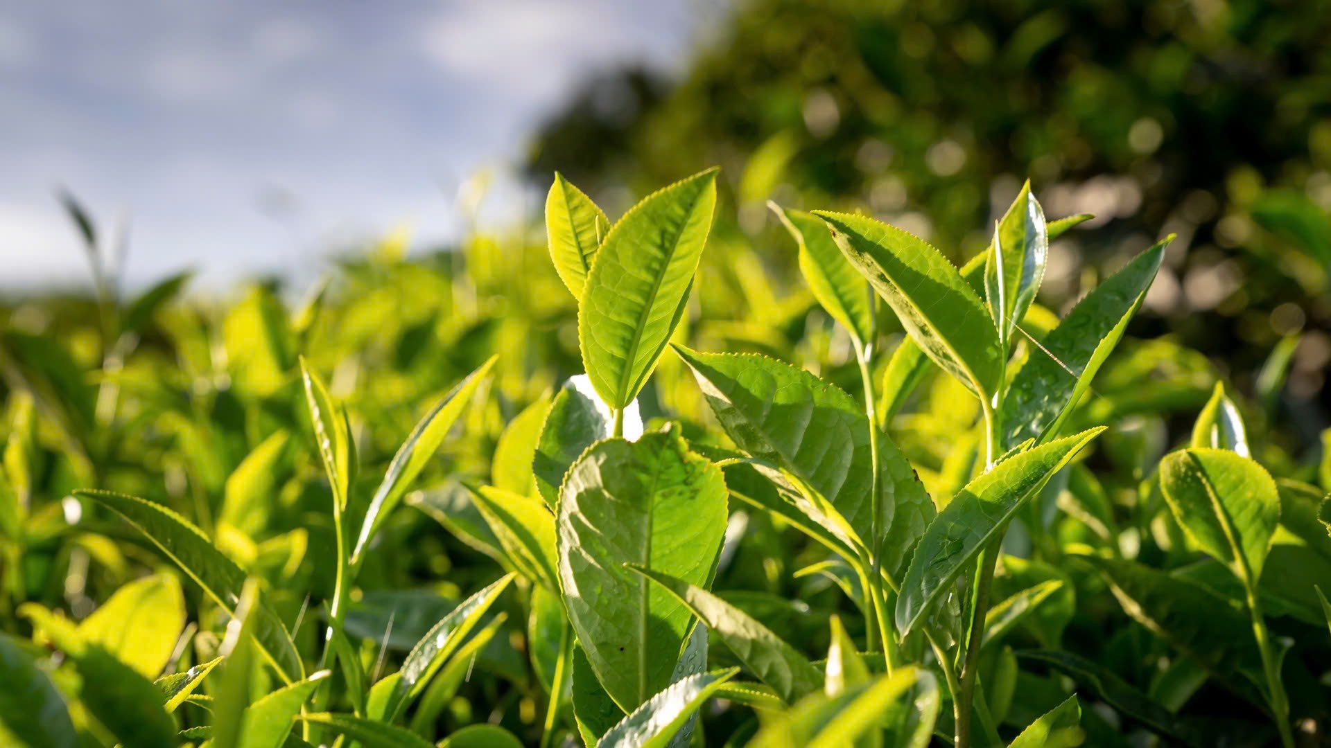 Có thể trị ngứa vùng kín bằng nước muối kết hợp với lá trà xanh