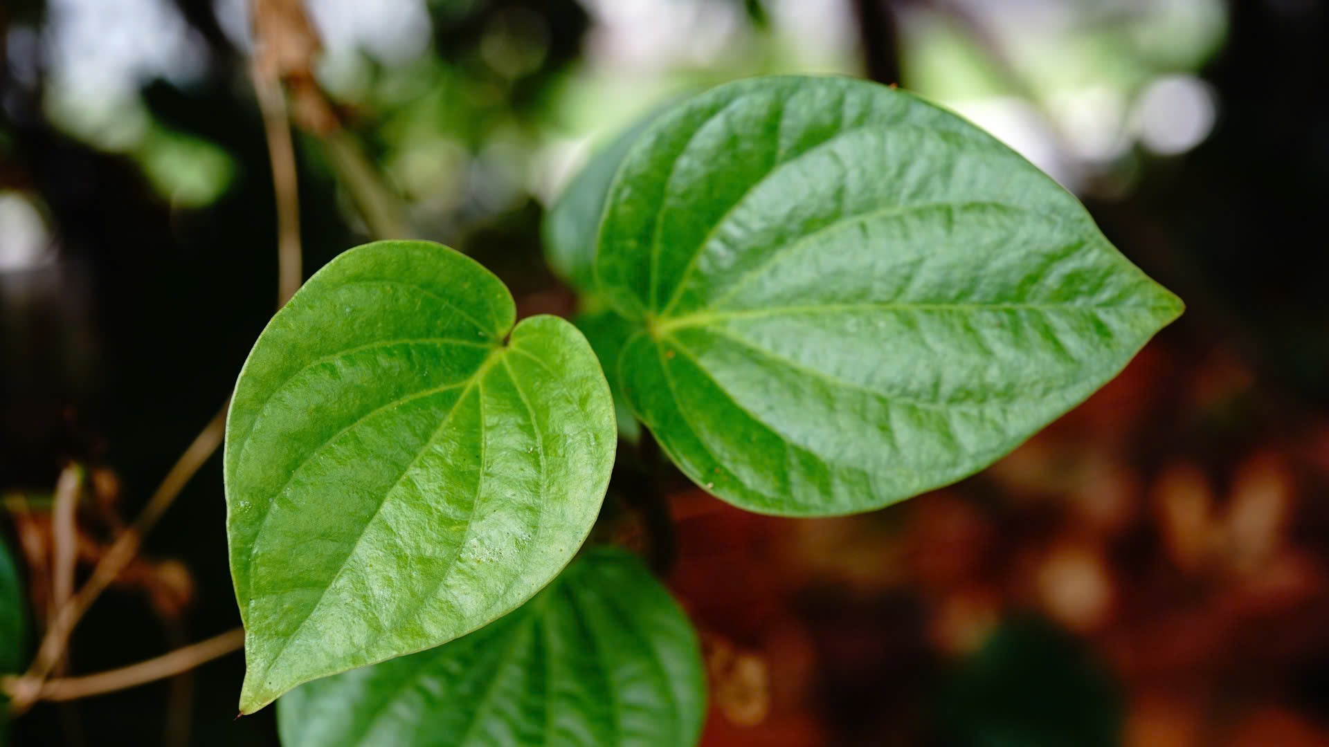 Có thể kết hợp nước muối với lá trầu không để vệ sinh vùng kín khi bị ngứa