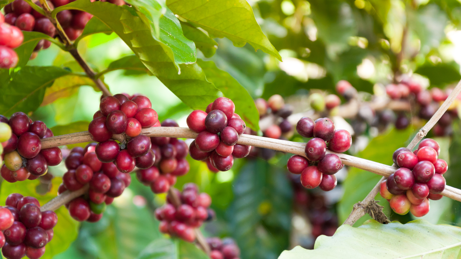 nếu biết lựa chọn và điều chỉnh cách pha, người đau dạ dày vẫn có thể thưởng thức cà phê