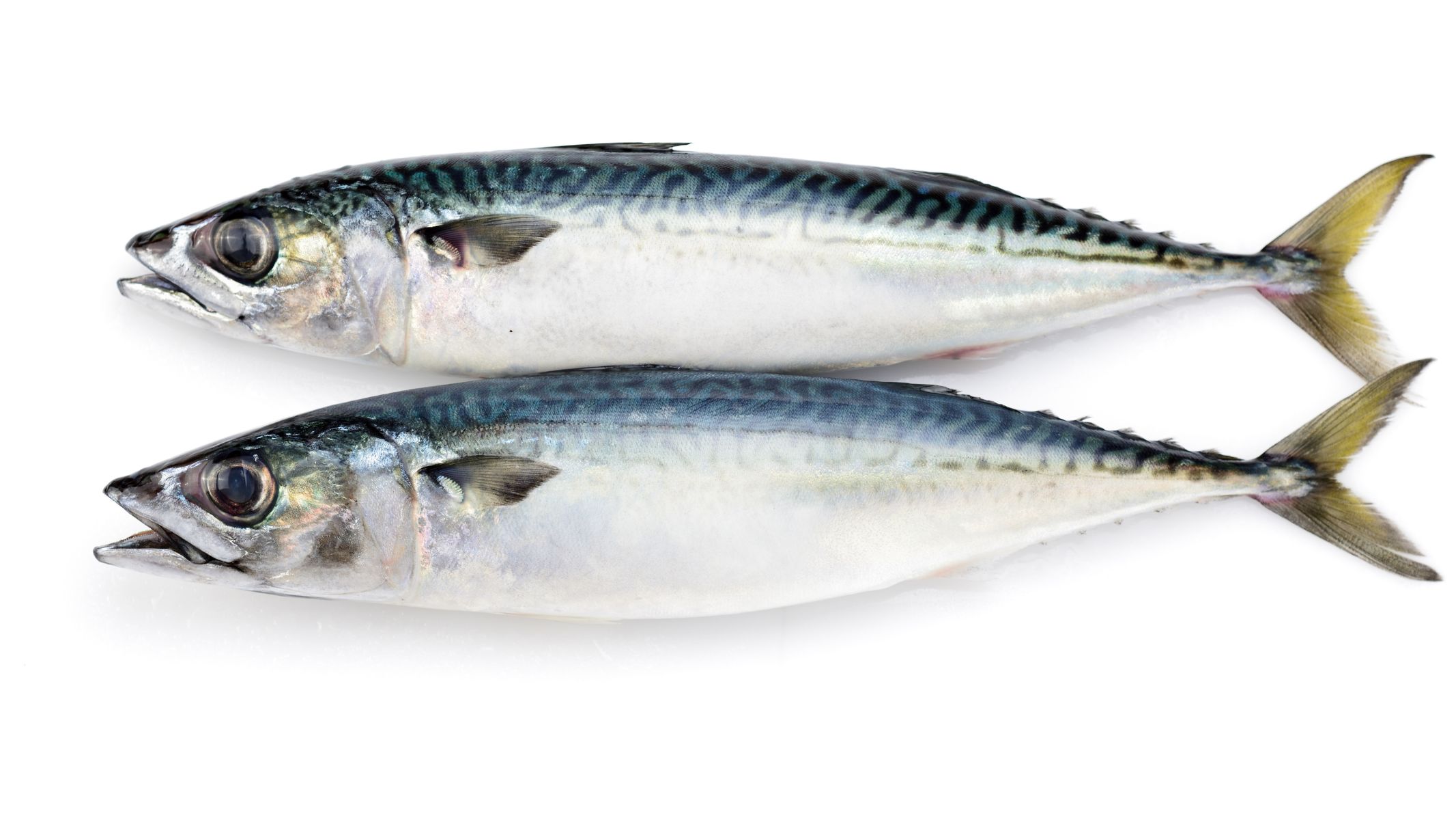 Phụ nữ mang thai, phụ nữ cho con bú và trẻ em nên tránh hoặc hạn chế tối đa ăn cá thu vua