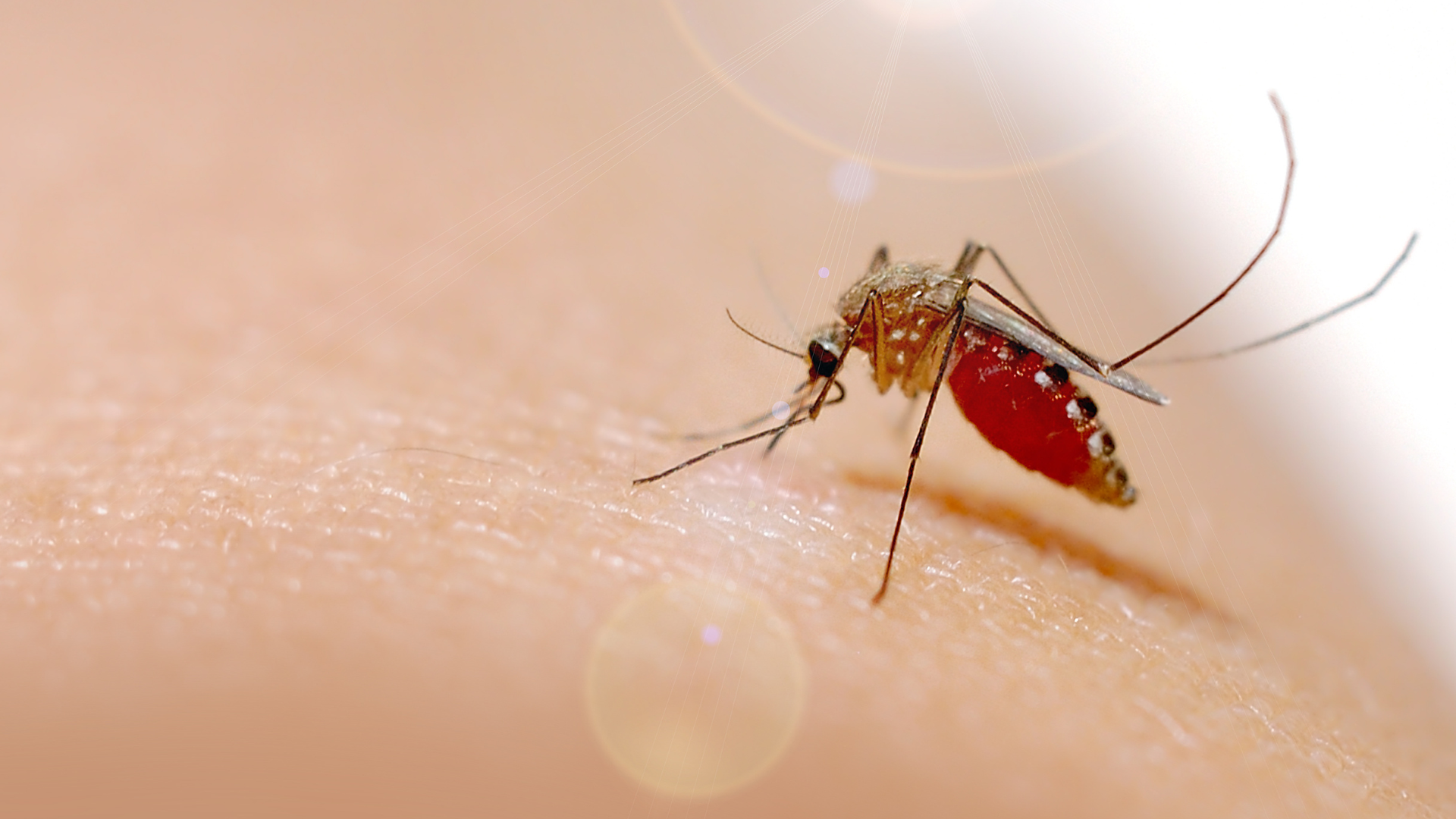 Cảnh báo dịch Chikungunya bùng phát toàn cầu, nguy cơ lan rộng3